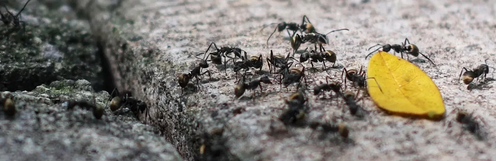 ants on floor