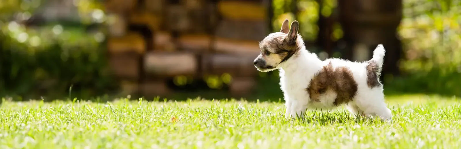 tick free dog playing outside