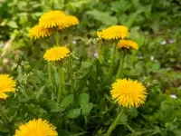 dandelion
