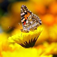 butterfly pollinating