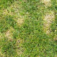 lawn with brown spots