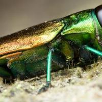 emerald ash borer laying down 