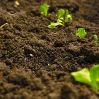 weeds growing in the ground