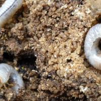 grubs in soil