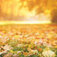 Fall lawn with leaves covering it