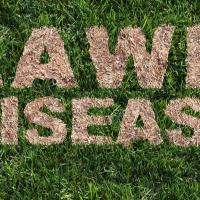 the words lawn disease imprint in the grass