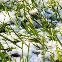 snow on grass
