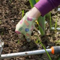 A gloved hand pulling weeds in a yard