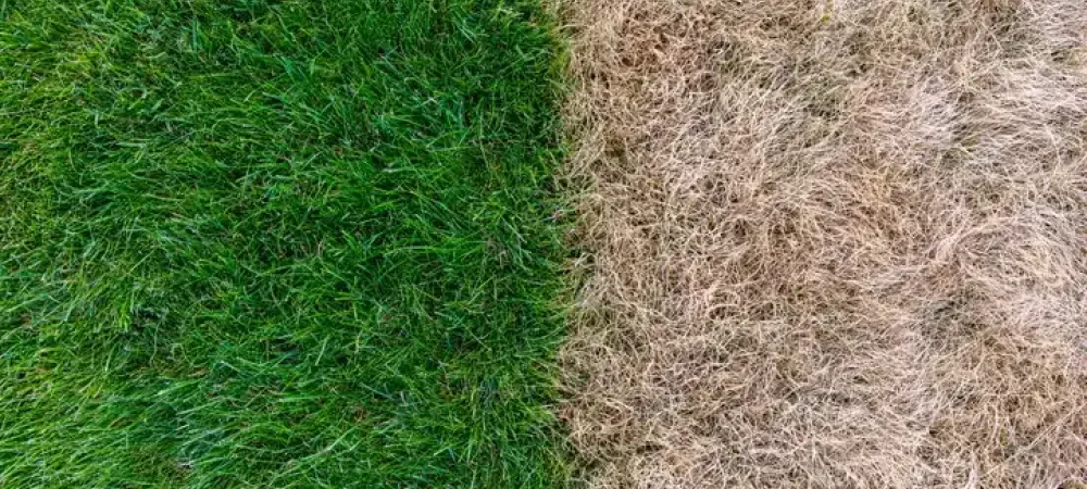 Healthy vs dead grass comparison