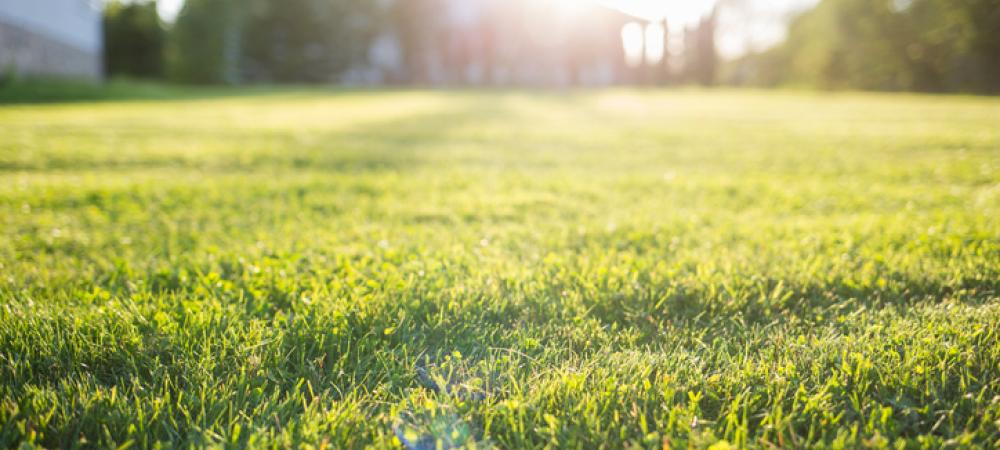 lawn
