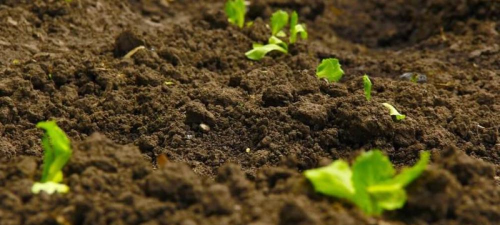 weeds growing in the ground