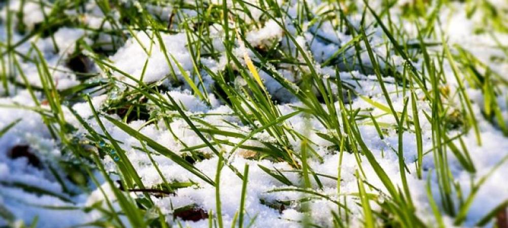 snow on grass