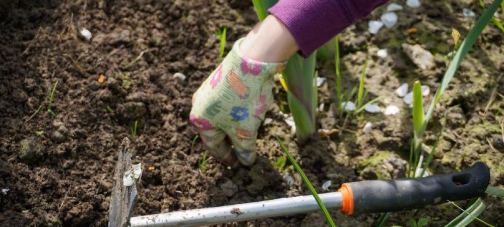 A gloved hand pulling weeds in a yard