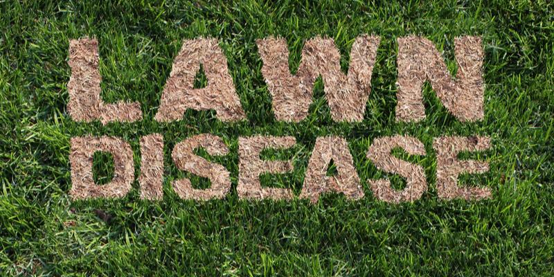 the words lawn disease imprint in the grass