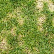 lawn with brown spots
