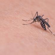 mosquito biting on skin 