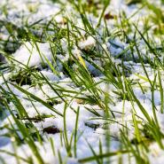 snow on grass