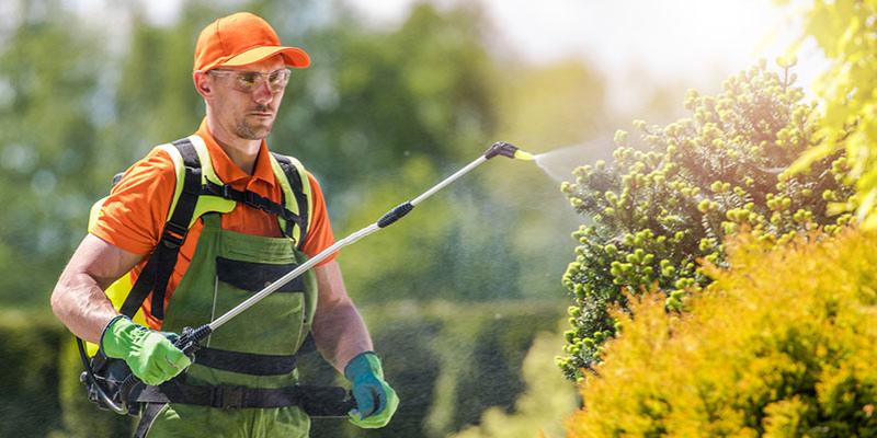 Man spraying shrubs for pest 