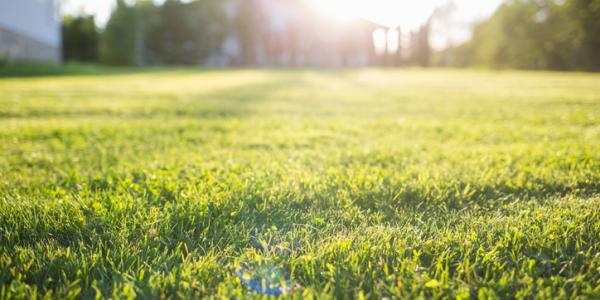 lawn