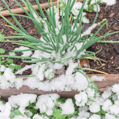snow on a plant